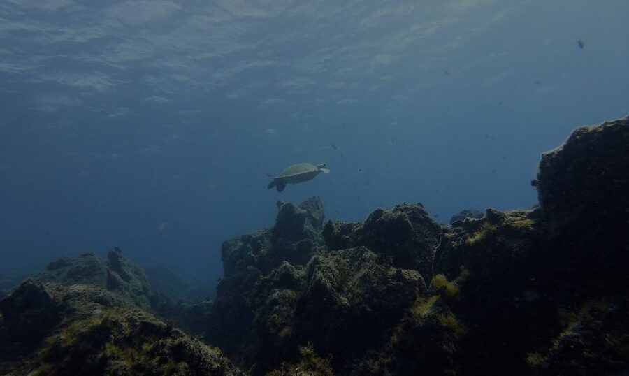 Tenerife Exclusive Snorkeling Trip with Marine Biologist - The snack break is part of the value