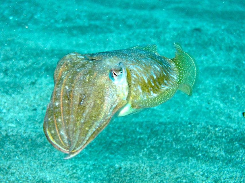 Tenerife Exclusive Snorkeling Trip with Marine Biologist - Keep watch for whales and dolphins