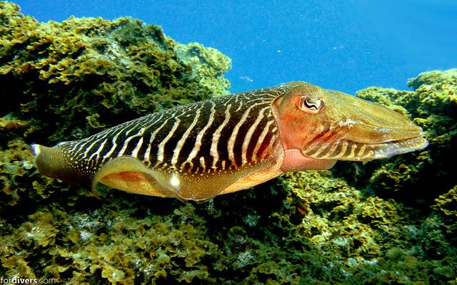 Tenerife: Half-Day Snorkeling Tour - Should you book the Abades Bay snorkeling tour?