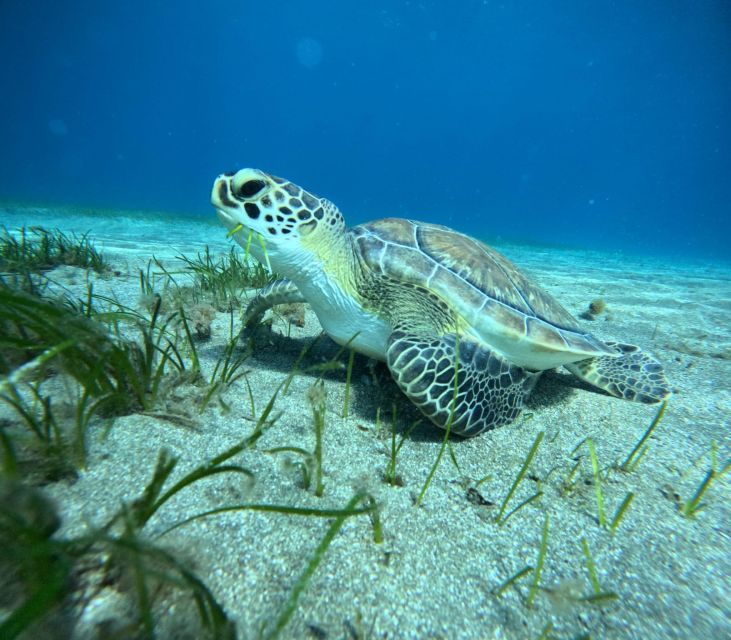 Tenerife: Half-Day Snorkeling Tour - The equipment and instruction are a real part of the value