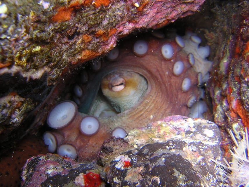 Tenerife: Half-Day Snorkeling Tour - What you might see beneath the surface