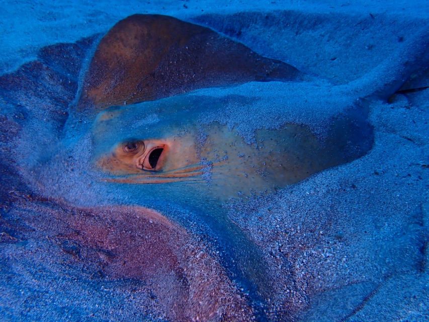 Tenerife: Half-Day Snorkeling Tour - Transport from resort areas makes the day easier