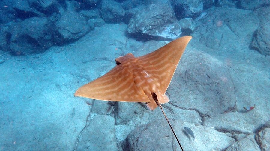 Tenerife: Kayak and Snorkel with Turtles, Wetsuits Included - Who should book, and who should skip it