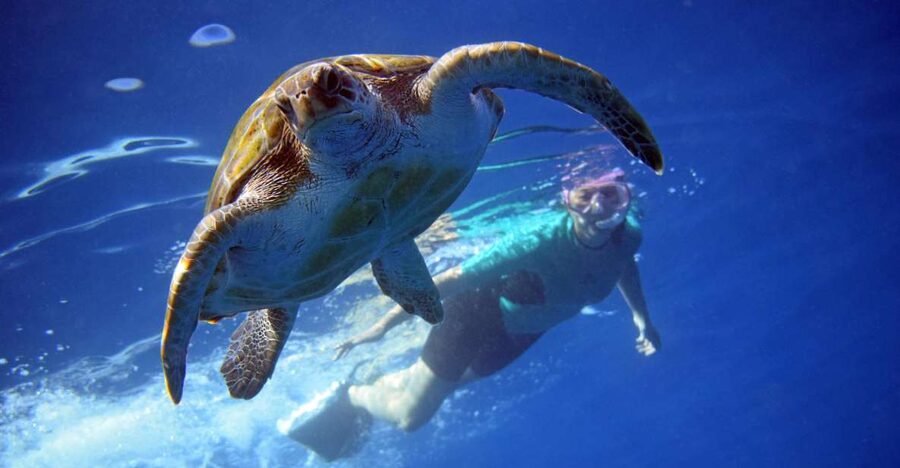 Tenerife: Kayak and Snorkel with Turtles, Wetsuits Included - What this $35 Tenerife adventure really offers