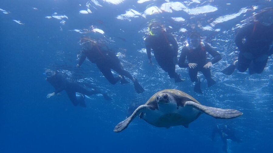 Tenerife: Kayak and Snorkel with Turtles, Wetsuits Included - Paddling from Playa de Los Cristianos