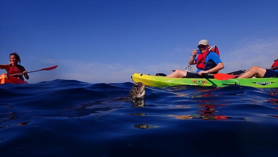 Tenerife: Kayak and Snorkel with Turtles, Wetsuits Included - The paddle back to Los Cristianos