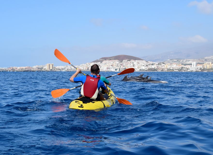 Tenerife: Kayak and Snorkel with Turtles, Wetsuits Included - What the wildlife promise means in practice