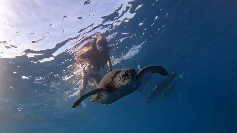 Tenerife: Kayak and Snorkeling Tour with Photos - Key points to know before booking