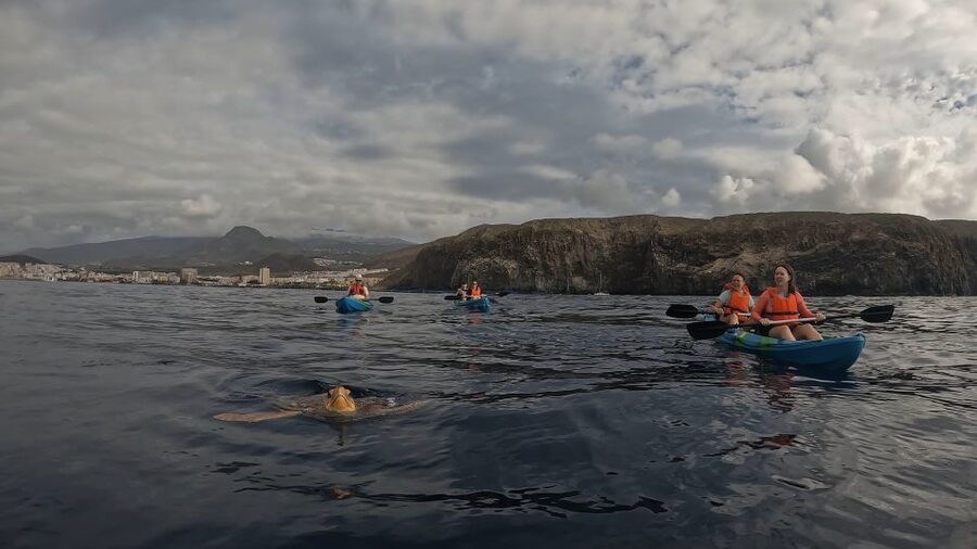 Tenerife: Kayak and Snorkeling Tour with Photos - Fitness, safety, and who should skip it