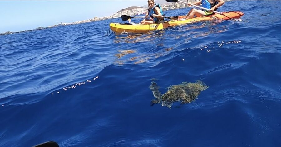 Tenerife: Kayak Safari and Snorkel in a Marine Reserve - Key points at a glance