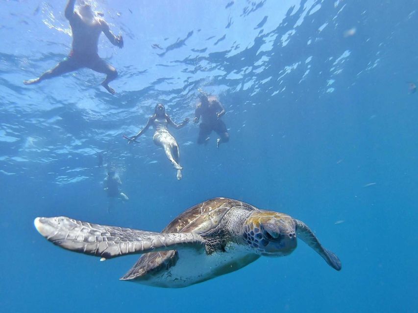 Tenerife: Kayak Safari and Snorkel in a Marine Reserve - The wildlife search near Montaña de Guaza