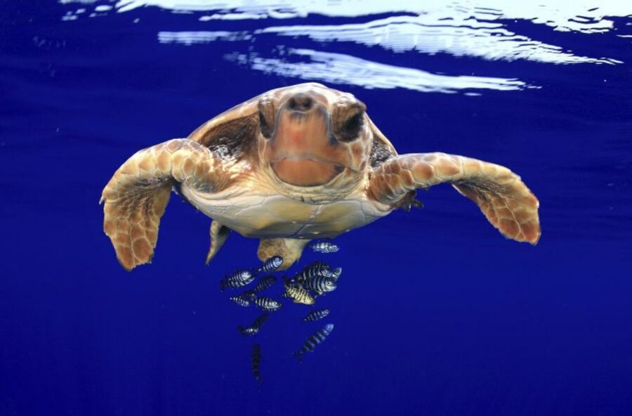 Tenerife: Kayak Safari and Snorkel in a Marine Reserve - Who will enjoy this most?