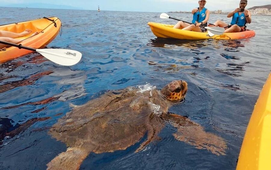 Tenerife: Kayak Safari and Snorkel in a Marine Reserve - The route toward the Guaza marine reserve
