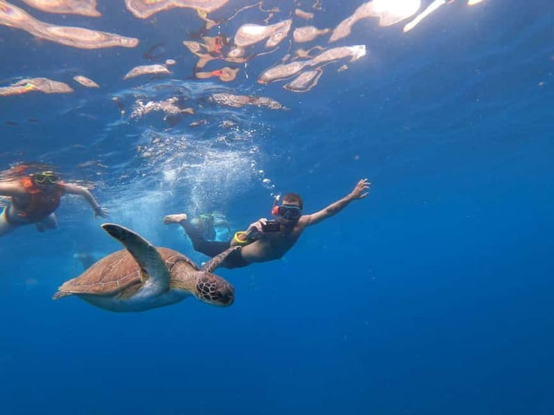 Tenerife: Kayak Sea Safari with Snorkel and Snacks - Key points at a glance
