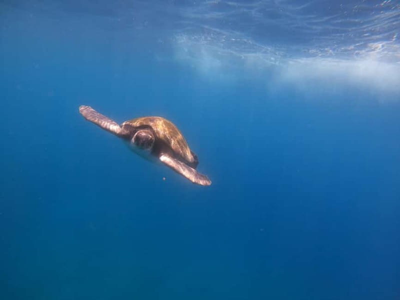 Tenerife: Kayak Sea Safari with Snorkel and Snacks - Paddling out from Los Cristianos Beach