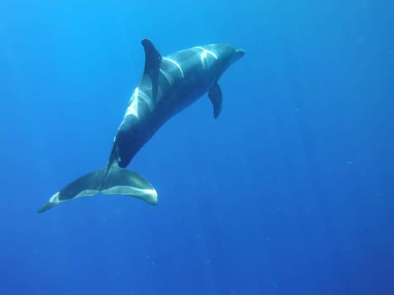 Tenerife: Kayak & Snorkel with Local Fauna, Photos Included - Key points at a glance