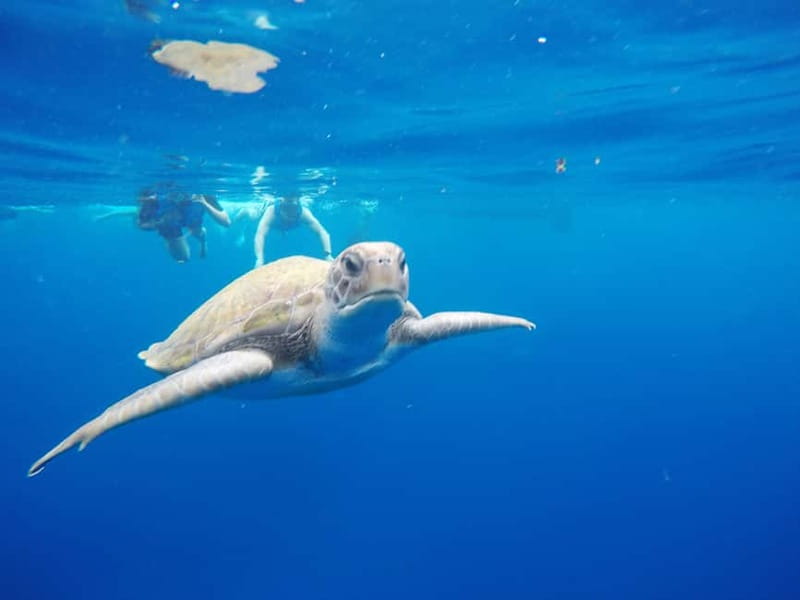 Tenerife: Kayak & Snorkel with Local Fauna, Photos Included - Starting from Los Cristianos Beach