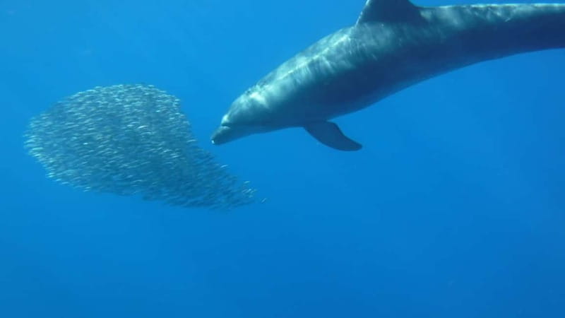 Tenerife: Kayak & Snorkel with Local Fauna, Photos Included - Photos, languages, and guide quality