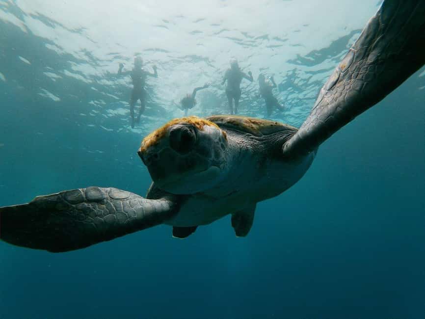 Tenerife: Kayak & Snorkeling, Marine Fauna Watching - Starting at La Arenita beach