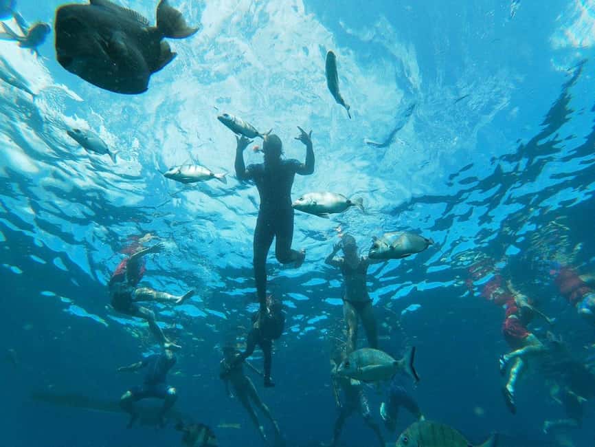 Tenerife: Kayak & Snorkeling, Marine Fauna Watching - Quiet stops for turtles, dolphins, and fish