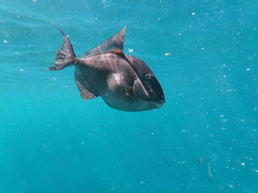 Tenerife: Kayak & Snorkeling, Marine Fauna Watching - Paddling back to La Arenita