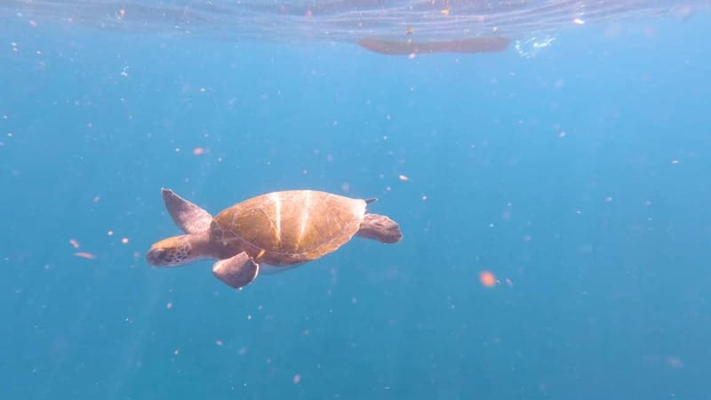 Tenerife: Kayak & Snorkeling Tour - Small Groups - Guides, photos, and the human side of the trip