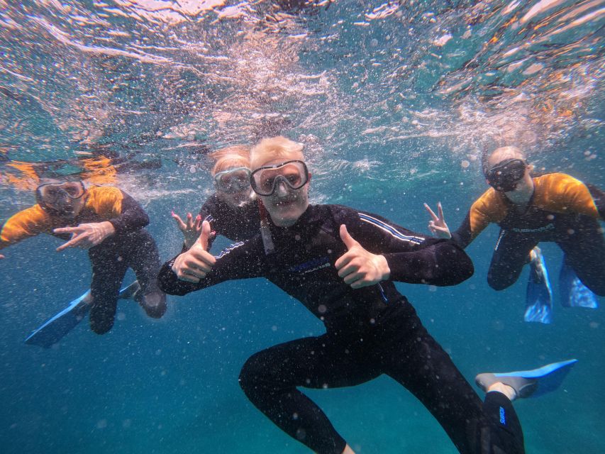 Tenerife: Puerto Colon Snorkel Safari by Speed Boat - Looking for turtles, rays, and cuttlefish