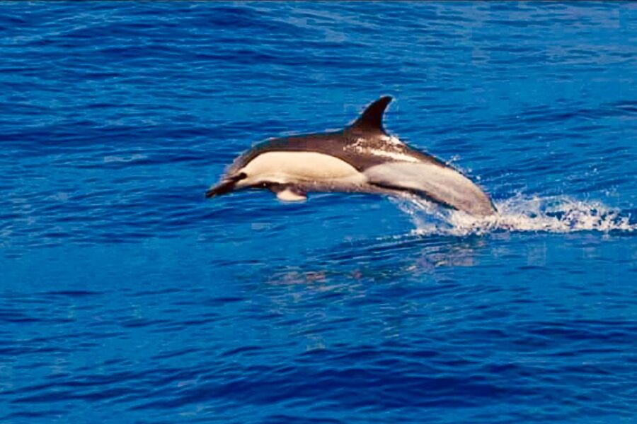 Tenerife: Sailboat Tour Whale Watching Food and Snorkeling - Practical details worth remembering