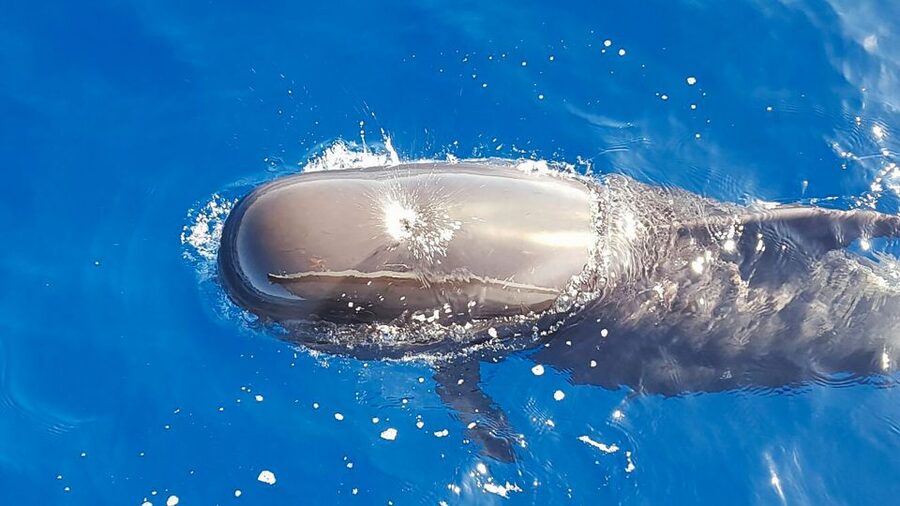 Tenerife: Sailboat Tour Whale Watching Food and Snorkeling - Why this Tenerife boat trip feels different