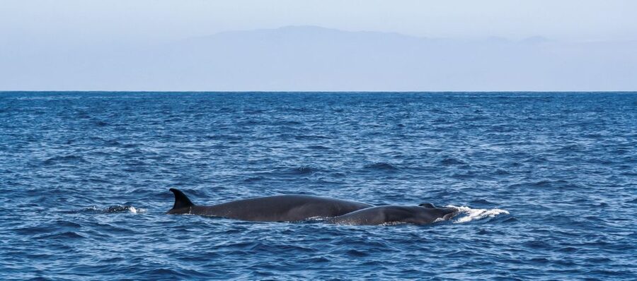 Tenerife: Sailboat Tour Whale Watching Food and Snorkeling - What the $70 price gets you