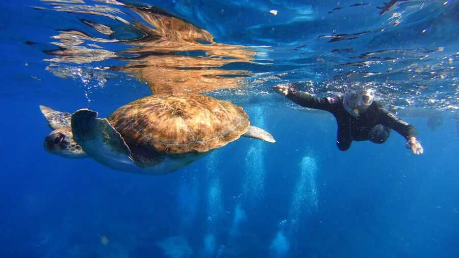 Tenerife: Snorkel with Turtles - Key points to know before booking
