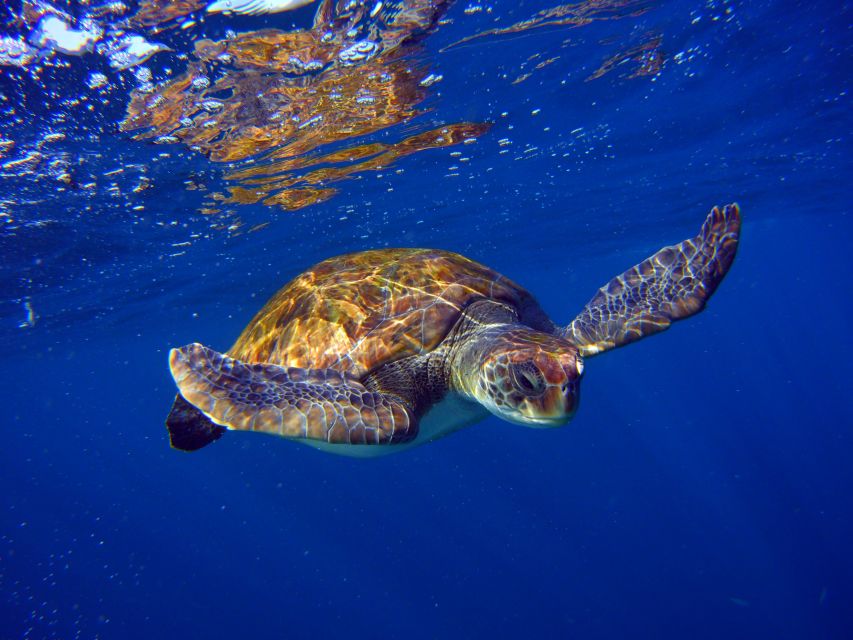 Tenerife: Snorkel with Turtles - Why the small group matters