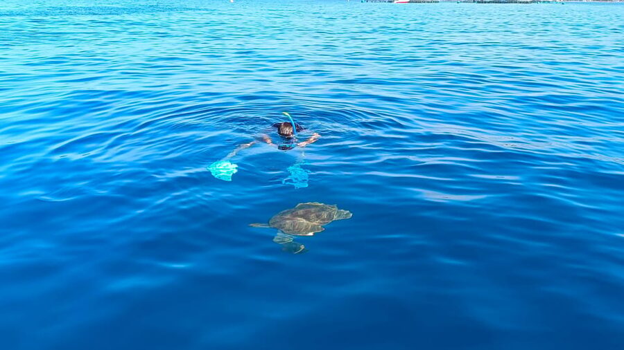 Tenerife: Snorkel with Turtles - How the time is divided