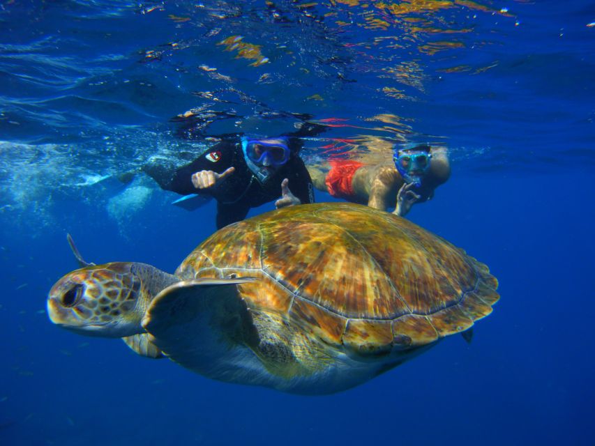 Tenerife: Snorkel with Turtles - The strongest reasons to book