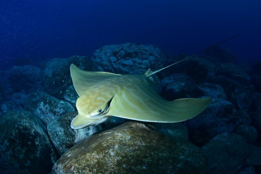 Tenerife: Snorkel with Turtles - The reasons to think twice