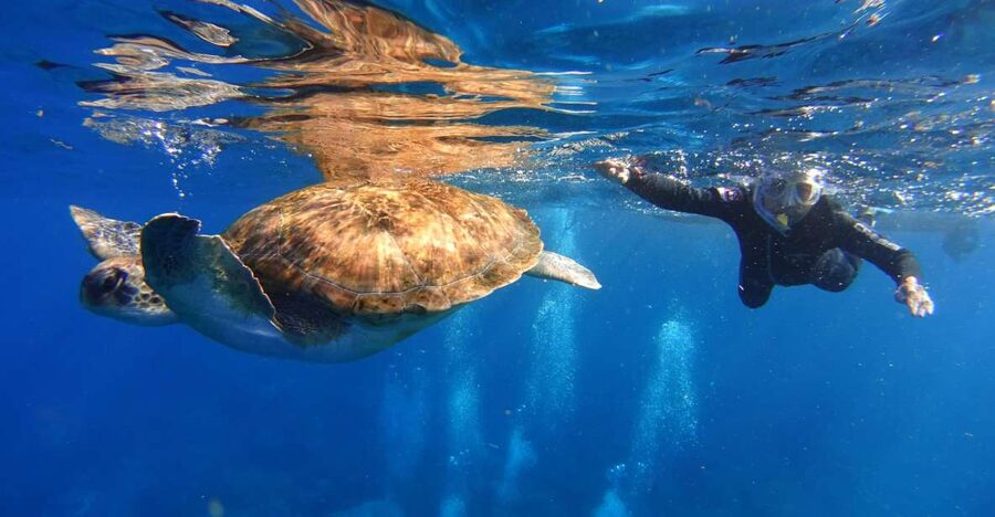 Tenerife: Snorkel with Turtles - What the one-hour snorkeling session feels like