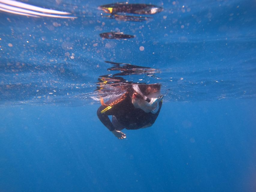 Tenerife Snorkeling boat trip in a Turtle Habitat - Weather and sea conditions matter