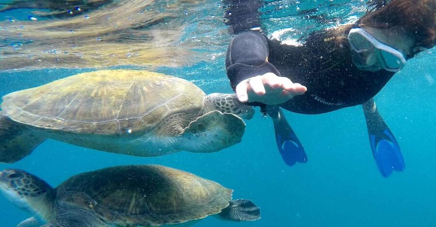 Tenerife Snorkeling boat trip in a Turtle Habitat - The 30-minute briefing sets the tone