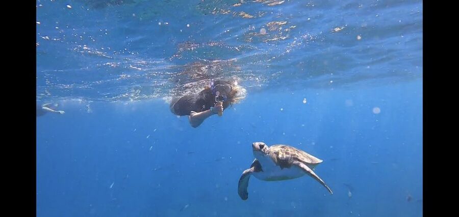 Tenerife Snorkeling boat trip in a Turtle Habitat - Snorkeling in Tenerife’s Turtle Area