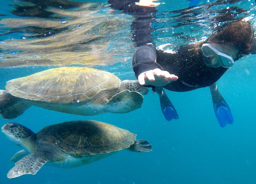 Tenerife Snorkeling boat trip in a Turtle Habitat - The 15-minute speedboat ride is part of the attraction