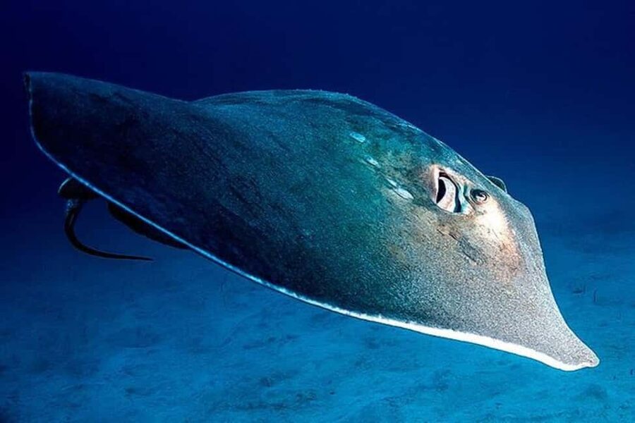 Tenerife: Snorkeling to look for Turtles and Rays - The fast boat ride from Los Cristianos
