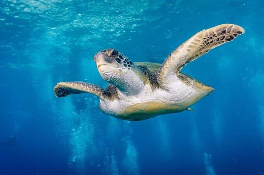 Tenerife: Snorkeling to look for Turtles and Rays - About 45 minutes beside Palm Mar
