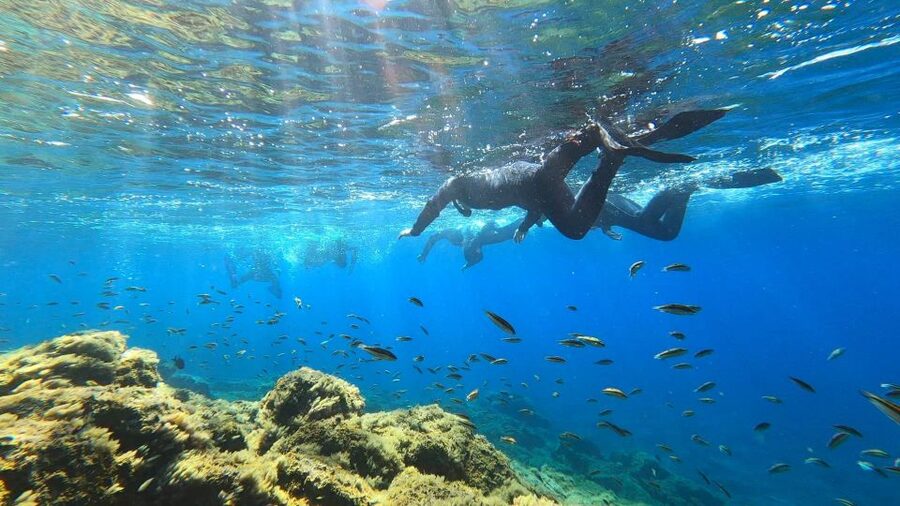 Tenerife: Snorkeling Tour in a Marine Protected Area - Fifty minutes among reef, sand, and sea grass