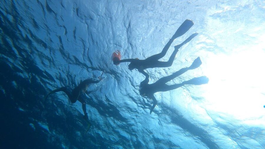 Tenerife: Snorkeling Tour in a Marine Protected Area - Turtles without the circus