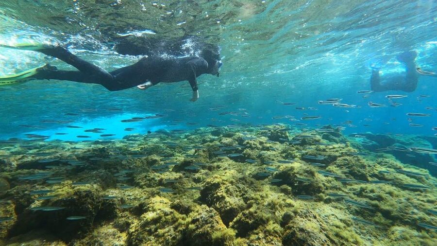 Tenerife: Snorkeling Tour in a Marine Protected Area - The photos and videos are a genuine bonus