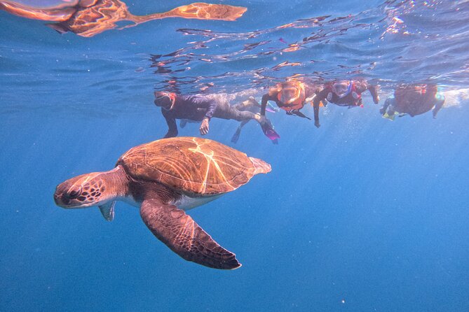 Tenerife Snorkeling Tour in turtle habitat - Key points to know before booking