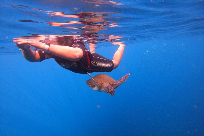 Tenerife Snorkeling Tour in turtle habitat - Returning past the fishermen’s farms
