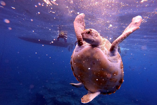 Tenerife Snorkeling Tour in turtle habitat - What the 4.2 rating means in practice