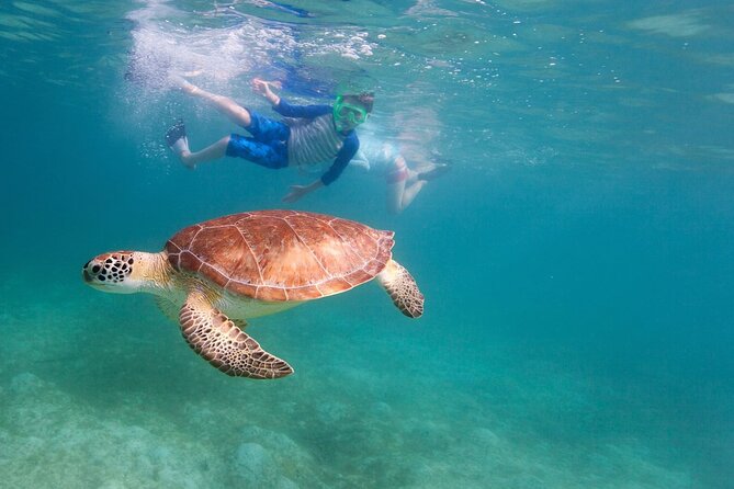 Tenerife Snorkeling Tour in turtle habitat - Who will enjoy this Costa Adeje outing