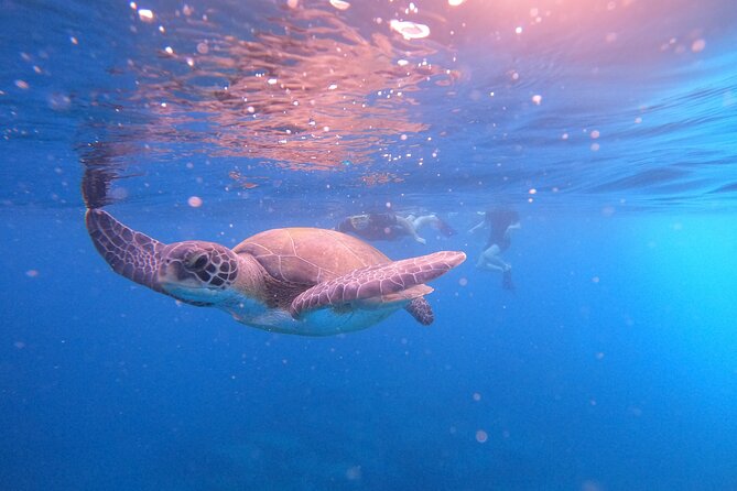 Tenerife Snorkeling Tour in turtle habitat - Booking details and cancellation advice